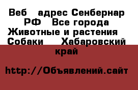 Веб – адрес Сенбернар.РФ - Все города Животные и растения » Собаки   . Хабаровский край